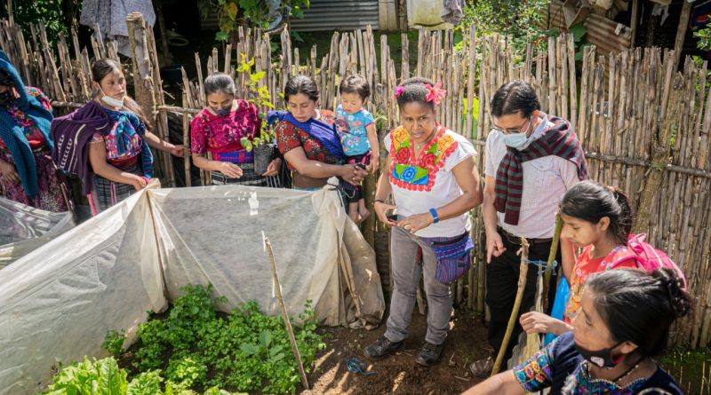 Modelo de huertos de mujeres sanjuaneras será replicado en Santa Catarina  Palopó 