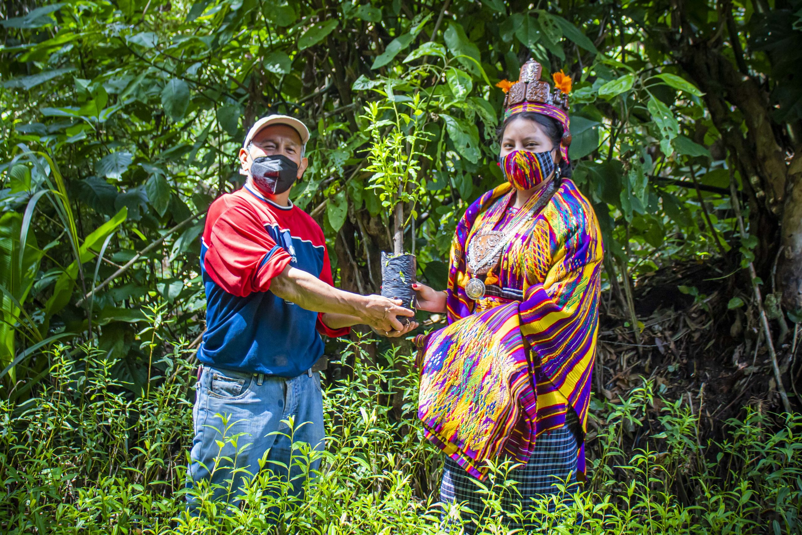 Reina Indígena sanjuanera anuncia donación de 500 árboles para reforestar  San Juan Sacatepéquez - Sanjuansac.com